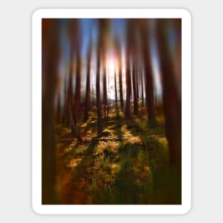 Forest Light 9 Sticker